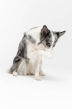 Bir Border Collie köpeğinin burnunda bir pençe vardır çünkü kötü davranışından utanıyordur. Köpek beyaz ve siyah tonlarda renklidir ve uzun ve narin saçlara sahiptir. Mükemmel bir çoban köpeği..