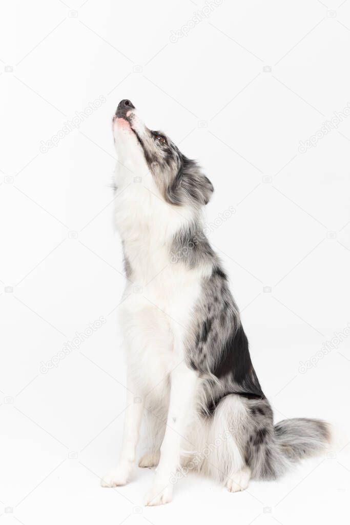 On a white background sits a thoroughbred Border Collie with a full pedigree with its mouth raised up and howling loudly. The dog is colored in shades of white and black and has long and delicate hair