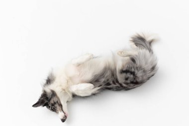 Beyaz bir arka planda yatan bir Border Collie köpeği sırt üstü yatıyor ve dinleniyor. Üst Manzara. Köpek beyaz ve siyah tonlarda renklidir ve uzun ve narin saçlara sahiptir. Mükemmel bir çoban köpeği..
