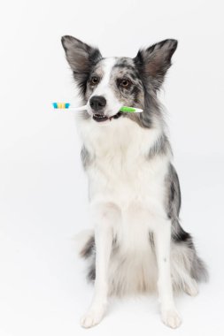 Köpek ağzında bir diş fırçası tutuyor ve sana dişlerini fırçalamanı hatırlatıyor. Beyaz ve siyah tonlarında, uzun ve ince saçlı bir Collie köpeği. Mükemmel bir çoban köpeği..