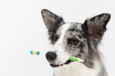 Köpek ağzında bir diş fırçası tutuyor ve sana dişlerini fırçalamanı hatırlatıyor. Beyaz ve siyah tonlarında, uzun ve ince saçlı bir Collie köpeği. Mükemmel bir çoban köpeği..