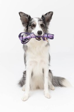 Köpek oturuyor ve dişlerinin arasında bir tasma tutuyor çünkü yürüyüşe çıkmak istiyor. Beyaz ve siyah tonlarında, uzun ve ince saçlı bir Collie köpeği. Mükemmel bir çoban köpeği..