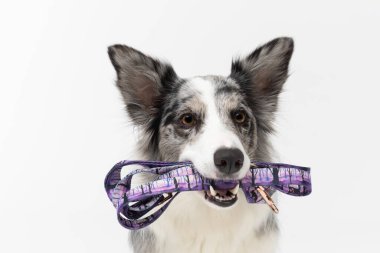 Yakından köpeğin tasmasını dişlerinin arasında görebilirsiniz. Çünkü yürüyüşe çıkmak istiyor. Beyaz ve siyah tonlarında, uzun ve ince saçlı bir Collie köpeği. Mükemmel bir çoban köpeği..