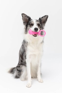 The dog is sitting on its ass with a large dogs pacifier in its mouth. Border Collie dog in shades of white and black, and long and fine hair. An excellent herding dog.