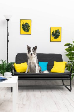 Kulakları ve merakı kabarık bir köpek oturma odasında bir kanepede oturur. Akıllı Sınır Collie Çoban Köpeği. Dairenin modern iç tasarımı..