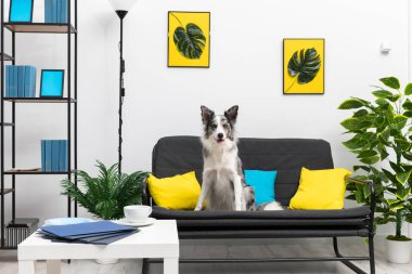 Kulakları ve merakı kabarık bir köpek oturma odasında bir kanepede oturur. Akıllı Sınır Collie Çoban Köpeği. Dairenin modern iç tasarımı..