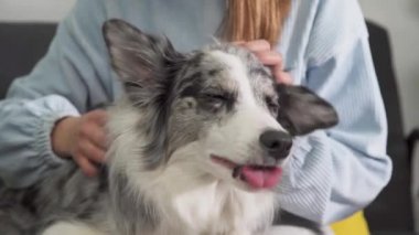 Eğitmenin köpeklerini nasıl nazikçe okşadığını yakından görmek için. Köpeğin ağzı açık ve zaman zaman dudaklarını yalıyor. Beyaz, siyah ve uzun renkli Border Collie köpekleri.