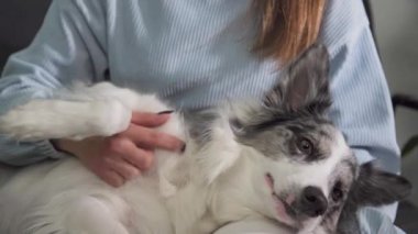Köpek yan yatmış spor ayakkabısının kucağında yatıyor ve kadın onun karnını ve koltuk altını okşuyor. Köpeğin kapalı bir ağzı var ve zaman zaman etrafına bakıyor. Beyaz ve beyaz tonlarında Border Collie köpeği