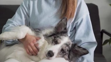 Köpek metresinin kucağında yatıyordu ve kız onun karnını ve boynunu okşadı ve o da uyumaya başladı. Rahatlamış köpek okşarken gözlerini kapatır. Siyah ve beyaz renkli Border Collie köpekleri.