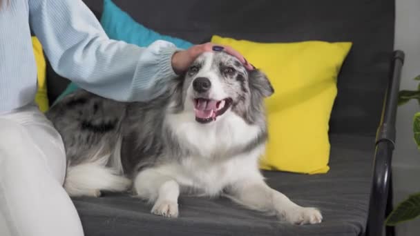 På nära håll kan man se flickan smeka hundhuvudet och hunden lägga huvudet på soffan. Bård Collie hund i nyanser av vitt och svart, och långt och fint hår. En utmärkt vallhund. — Stockvideo