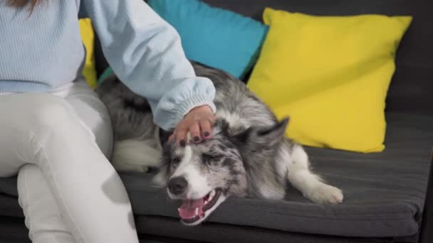 Trener szybko głaska psy po głowie, a czasem drapie się za uchem. Pies ma otwarte usta i wystający język. Border Collie pies w odcieniach bieli i czerni, i długie i grzywny — Wideo stockowe