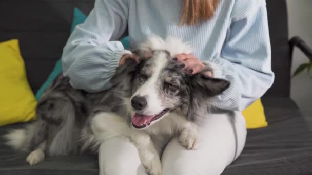 Koffertar sitter på soffan och hunden ligger i hennes knä och hon smeker den med två händer på huvudet och öronen. Den trötta hunden återskapade sin mun och kippade. Gräns Collie hund i nyanser av — Stockvideo