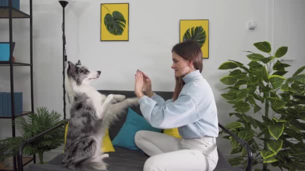 Exercises with the dog to sit on his butt in a pleading position and then put his paws on the trainers hands. Border Collie dog in shades of white and black, and long and fine hair. An excellent — стоковое видео