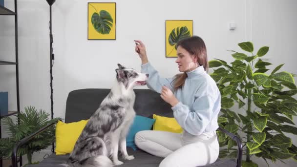 Exercises with the dog to sit on his butt in a pleading position and then put his paws on the trainers hands. Border Collie dog in shades of white and black, and long and fine hair. An excellent — Stock videók