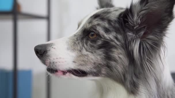 A close-up shot of the dogs face in profile. The dog looks straight ahead and blinks its eyes and moves its nose and ears. Border Collie dog in shades of white and black, and long and fine hair. An — Stock Video