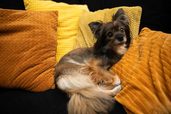 Um cão rafeiro marrom senta-se em uma cama em casa. Cão de raça múltipla. — Fotografia de Stock