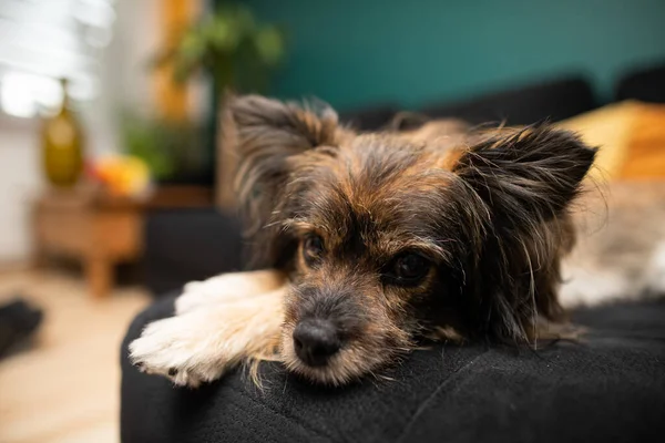 Um cão rafeiro marrom senta-se em uma cama em casa. Cão de raça múltipla. — Fotografia de Stock