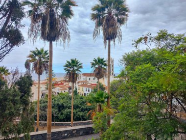 Bulutlu bir gökyüzüne uzanan yüksek palmiye ağaçlarının sakin manzarası, çarpıcı bir kıyı zeminiyle tamamlanmış.