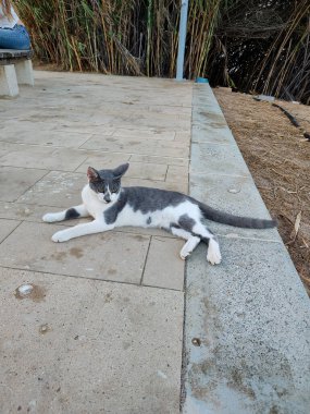 A charming gray and white cat is leisurely lounging comfortably outdoors on a warm, sunny day filled with joy