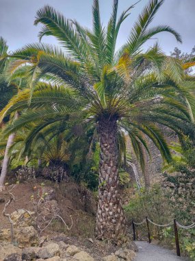 Gelişen bir palmiye ağacı verimli tropikal bir arazide gelişir, çarpıcı güzellikler ve cazibeler sergiler.