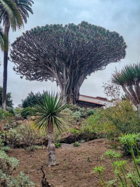 Nefes kesici bir Ejderha Ağacı olağanüstü şeklini canlı ve bereketli bir doğal ortamda gururla sergiliyor.