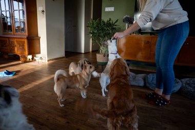 Küçük chihuahua sahibi tarafından karşılanıyor, iki büyük köpek etrafını sarıyor, kot pantolonlu insan uzanıyor, rahat bir oturma odası var.