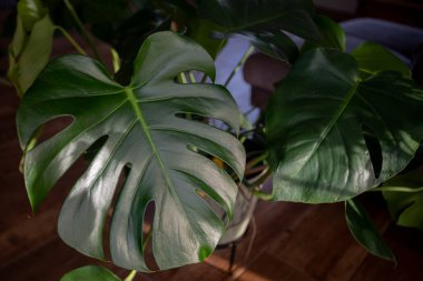 Glossy monstera leaves by sunlit window, soft afternoon light casting dramatic shadows across wood floor, deep leaf fenestrations and visible veins, rich green