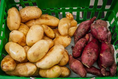 Yeşil market sepetinde taze çiğ organik patatesler ve tatlı patatesler. Çiftlik tazeliği. Üst görünüm kapalı. Bir yığın patates kökü. Patates püresi, patates kızartması ve patates kızartması için sebze..