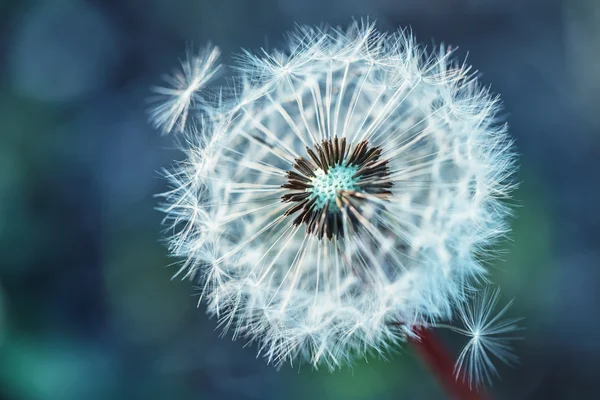 Dandelion. Dandelion fluff. Dandelion tranquil abstract closeup art background — Stock Photo, Image