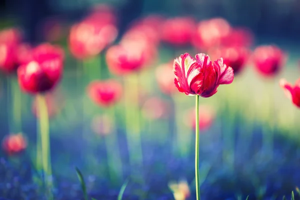 Tulips. Red tulips. Tulips in park garden — Stock Photo, Image