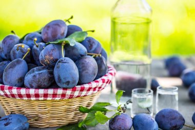 Erik. Bahçedeki ahşap masa üzerinde mavi ve mor Erik. Şişe ve iki bardak Erik brendi ile