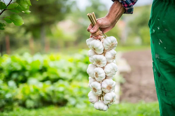 Garlic. Farmer in the garden holding bunch of garlic