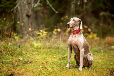 Weimaraner Vizsla ormanda oturan avcı köpeği.