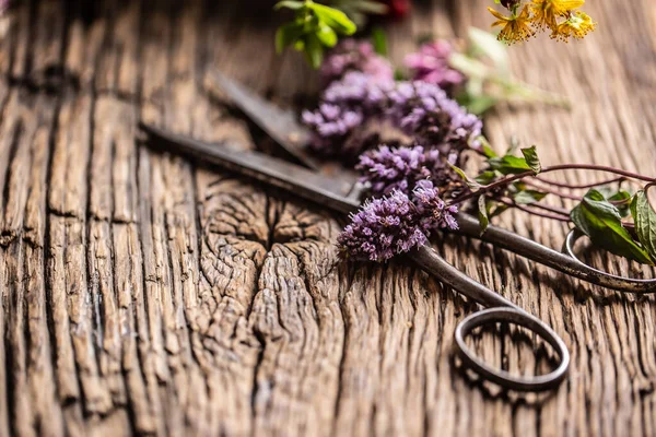 Gyógynövények Virágok Évjáratú Fán Ollóval — Stock Fotó