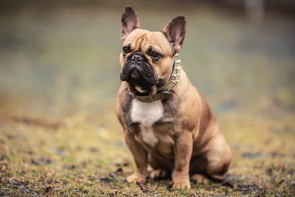 Obedeciendo Bulldog Francés Sentado Aire Libre Esperando Órdenes —  Fotos de Stock
