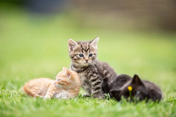 芝生の上の庭で遊んで横になっている3匹の子猫や 何が起こっているのか興味津々です — ストック写真