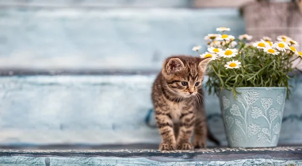 Маленький Котенок Прячущийся Ведром Полным Цветов Лестнице — стоковое фото