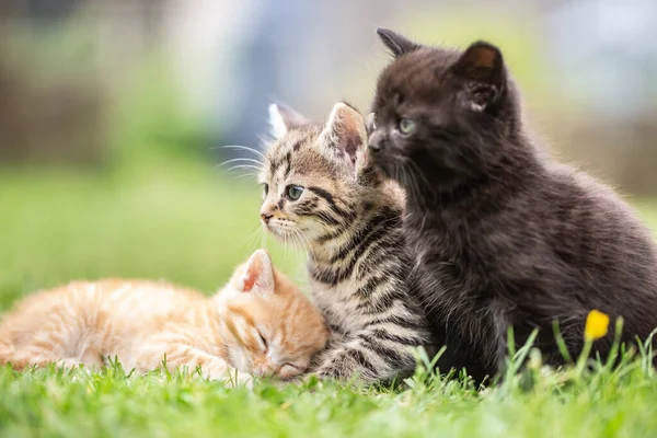 Три Котенка Играют Лежат Саду Траве Любовно Наблюдают Происходит — стоковое фото