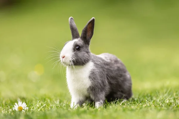 Bahçedeki Çimlerin Üzerinde Oturan Meraklı Bir Çiftlik Hayvanı Tavşanı — Stok fotoğraf