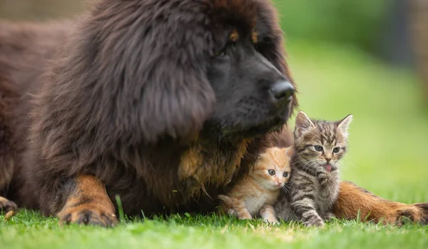 Giant tibetan mastiff puppy playing friendly with little tabby kittens in the yard on the grass.