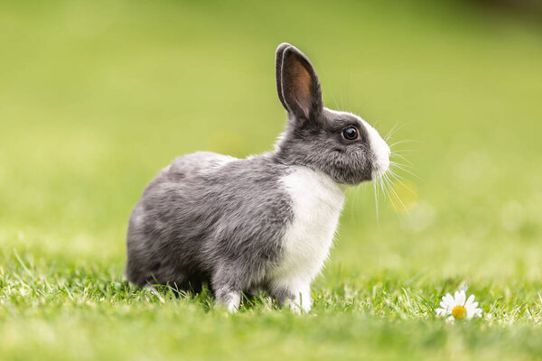 любопытный кролик, сидящий в траве в саду.