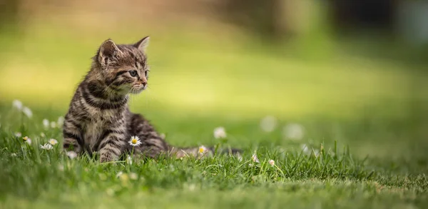 Adorabil Curios Pisoi Mic Tabby Viguros Joc Grădină Iarbă — Fotografie, imagine de stoc