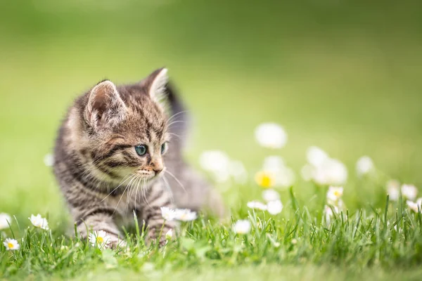 Adorável Curioso Pequeno Gatinho Tabby Vigorosamente Jogando Jardim Grama — Fotografia de Stock