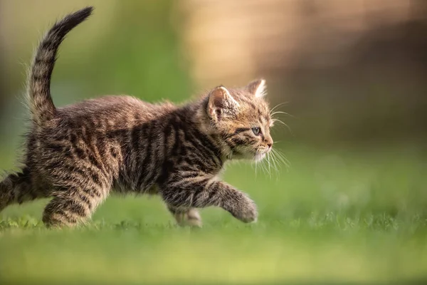 Adorável Curioso Pequeno Gatinho Tabby Vigorosamente Jogando Jardim Grama — Fotografia de Stock