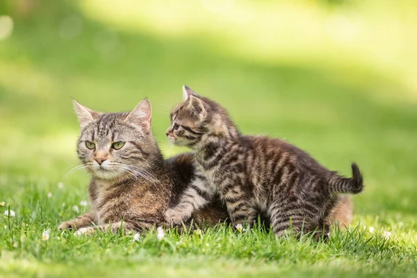 一只小胖胖的小猫在花园里把她的猫妈妈打发走了 — 图库照片