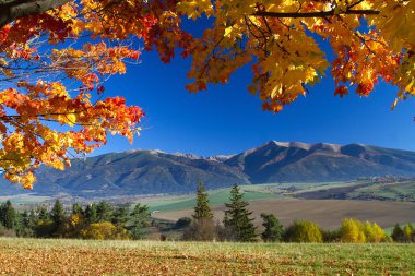 Renkli yaprakları ağaç