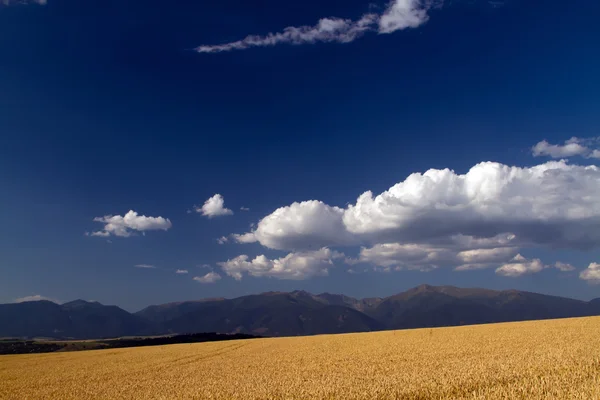 Campo de trigo sob céu azul — Fotografia de Stock