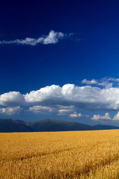 Пшеничное поле под голубым небом — стоковое фото