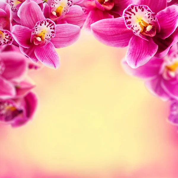 Orchid flowers frame. — Stock Photo, Image