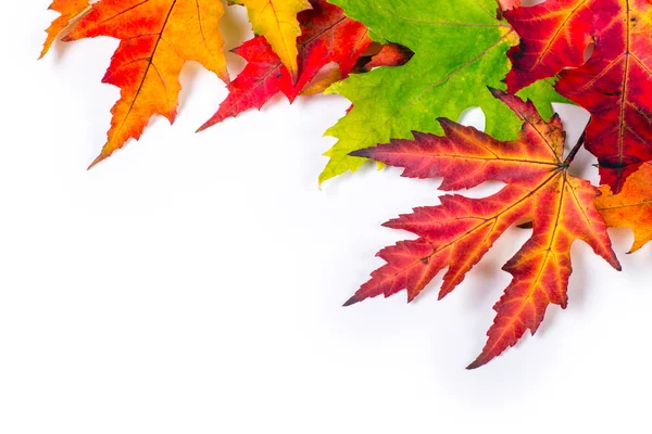 Several maple leaves on a white background — Stock Photo, Image